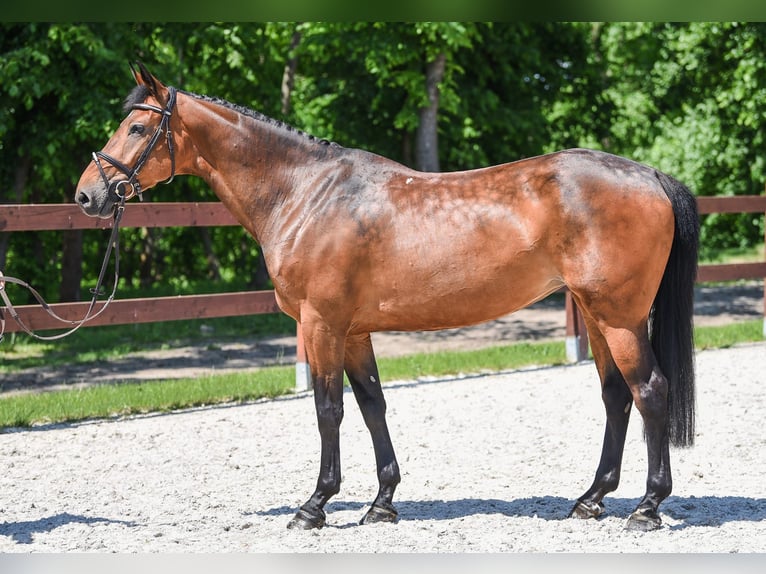 Más caballos centroeuropeos Yegua 12 años 163 cm Castaño oscuro in Kórnik