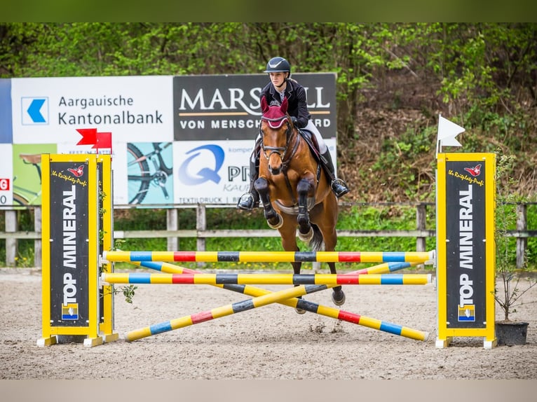 Más caballos centroeuropeos Yegua 12 años 173 cm Castaño in Wolhusen