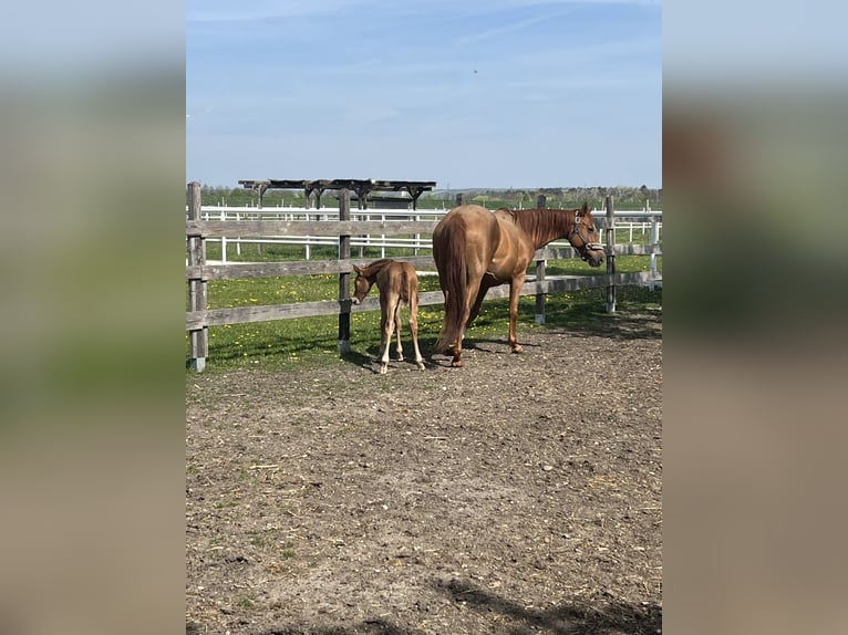 Más caballos centroeuropeos Yegua 12 años Alazán in Deutsch Wagram