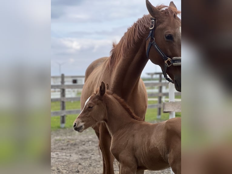 Más caballos centroeuropeos Yegua 12 años Alazán in Deutsch Wagram