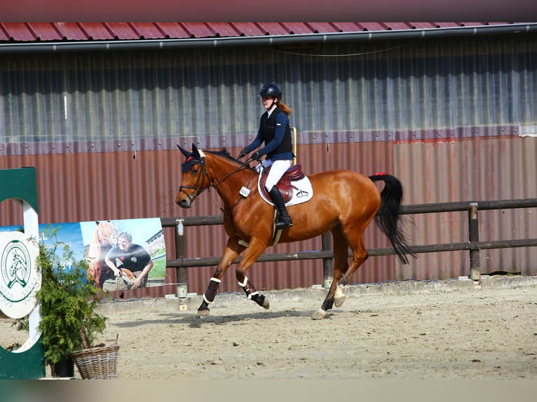 Más caballos centroeuropeos Yegua 12 años in Lohmar