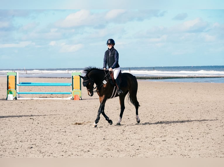 Más caballos centroeuropeos Yegua 12 años in Lohmar