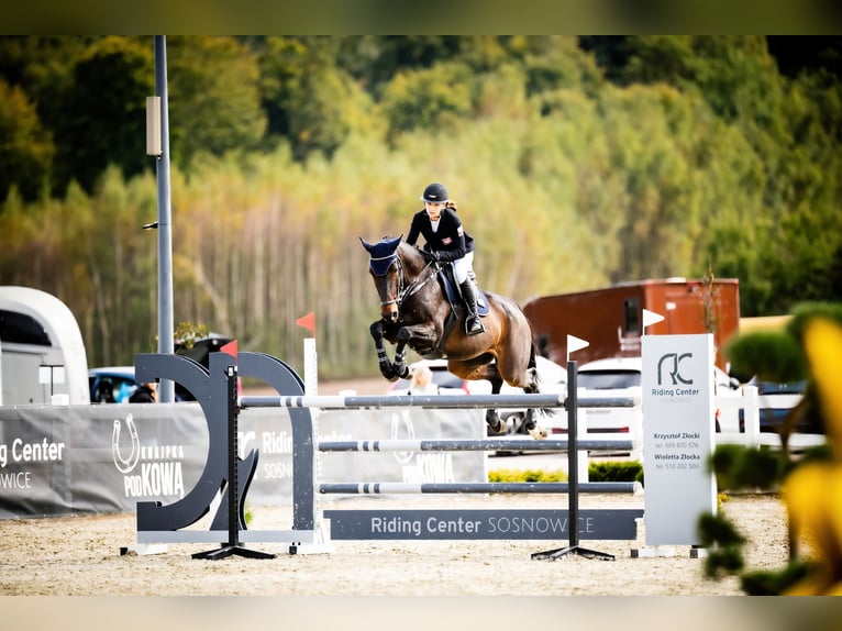 Más caballos centroeuropeos Yegua 12 años Castaño rojizo in Tuszyn