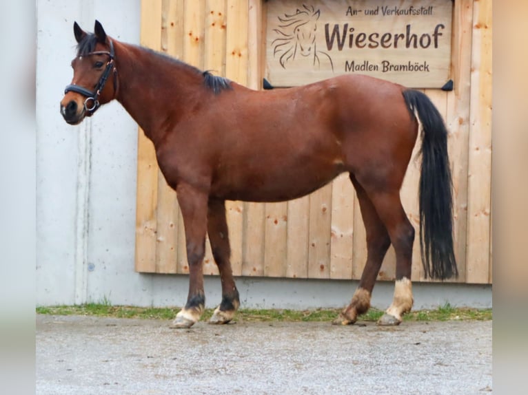 Más caballos centroeuropeos Yegua 13 años 151 cm Castaño in Kirchbichl