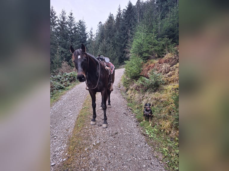 Más caballos centroeuropeos Mestizo Yegua 13 años 154 cm Castaño in Schwaz