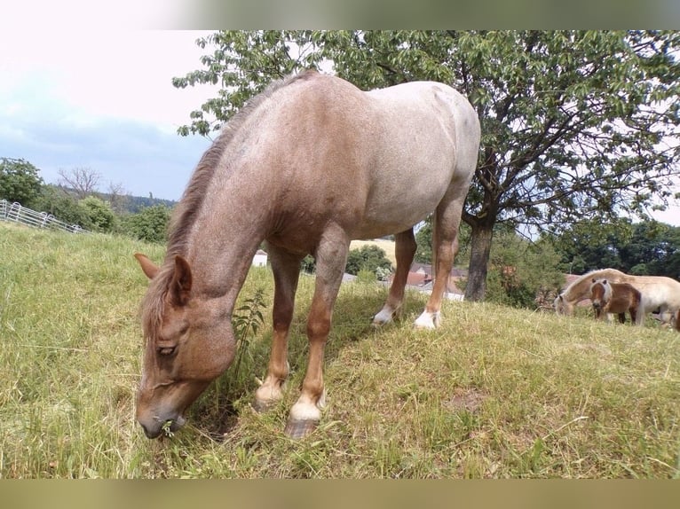 Más caballos centroeuropeos Mestizo Yegua 13 años 157 cm Ruano alazán in Nürnberg