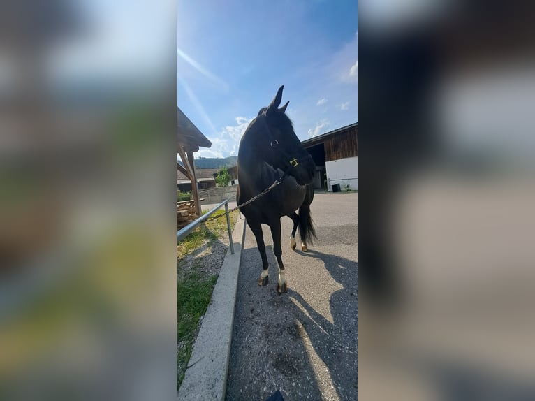 Más caballos centroeuropeos Mestizo Yegua 13 años 160 cm Negro in Roßleithen