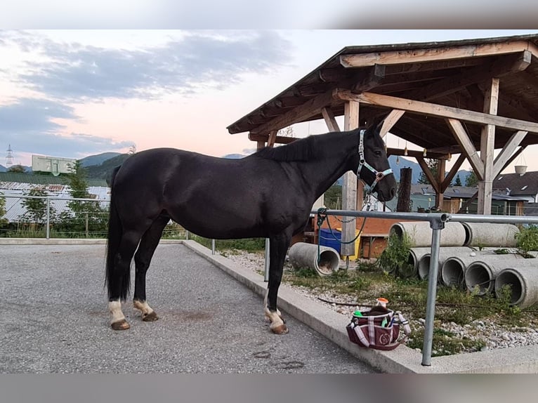 Más caballos centroeuropeos Mestizo Yegua 13 años 160 cm Negro in Roßleithen
