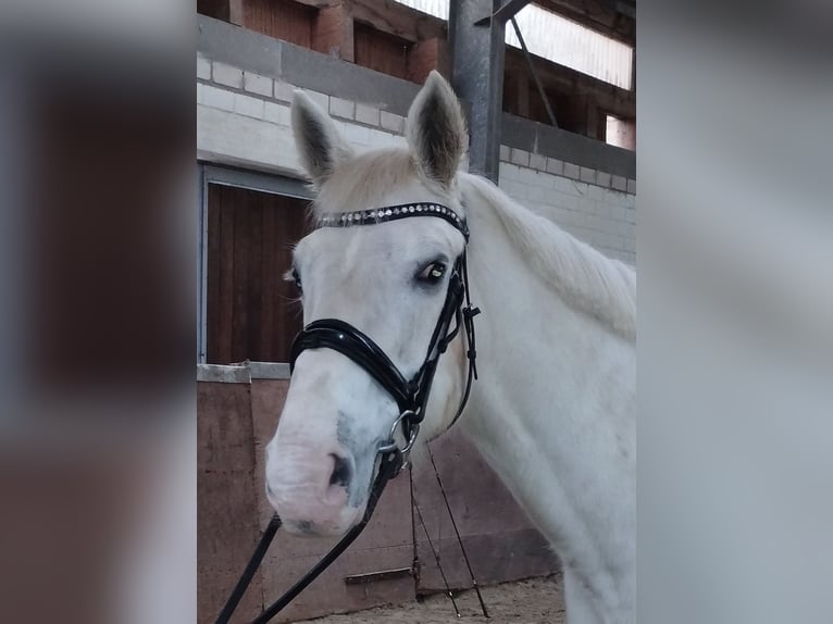 Más caballos centroeuropeos Yegua 13 años 160 cm Tordo in Bad Laer