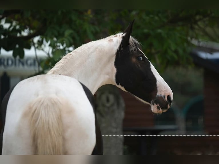 Más caballos centroeuropeos Yegua 13 años 163 cm Pío in Langenorla