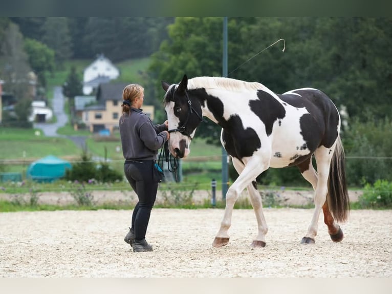 Más caballos centroeuropeos Yegua 13 años 163 cm Pío in Langenorla