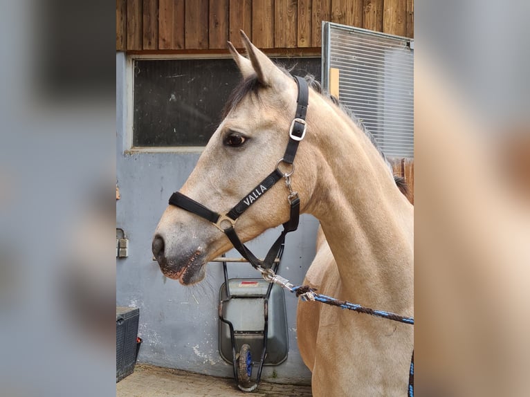 Más caballos centroeuropeos Yegua 13 años 164 cm Bayo in Tübingen