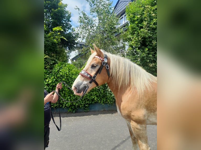 Más caballos centroeuropeos Yegua 13 años 164 cm in Nettersheim