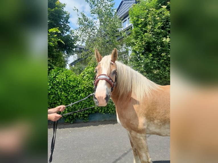 Más caballos centroeuropeos Yegua 13 años 164 cm in Nettersheim