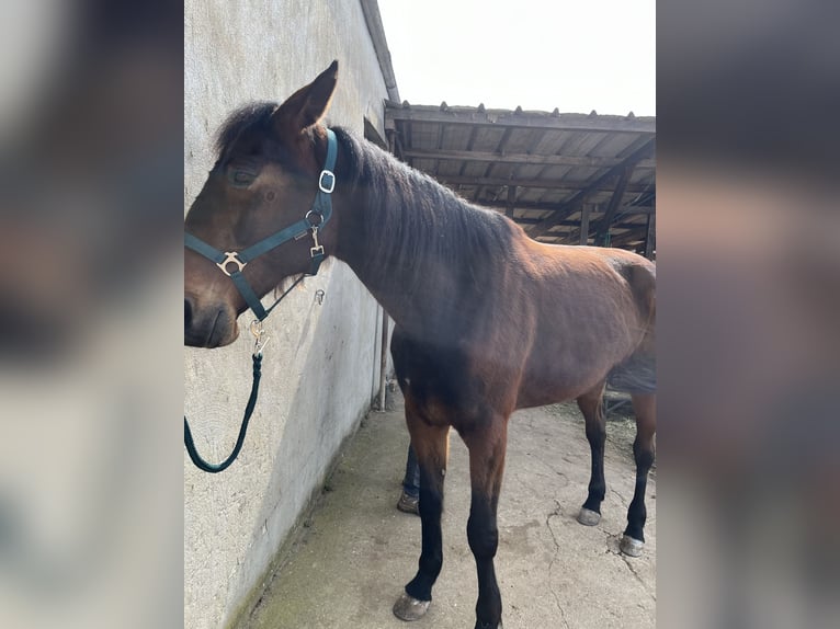 Más caballos centroeuropeos Yegua 13 años 164 cm Castaño in Perl