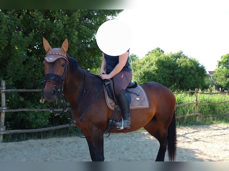 Más caballos centroeuropeos Yegua 13 años 170 cm Castaño in Sankt Margarethen im Burgenland