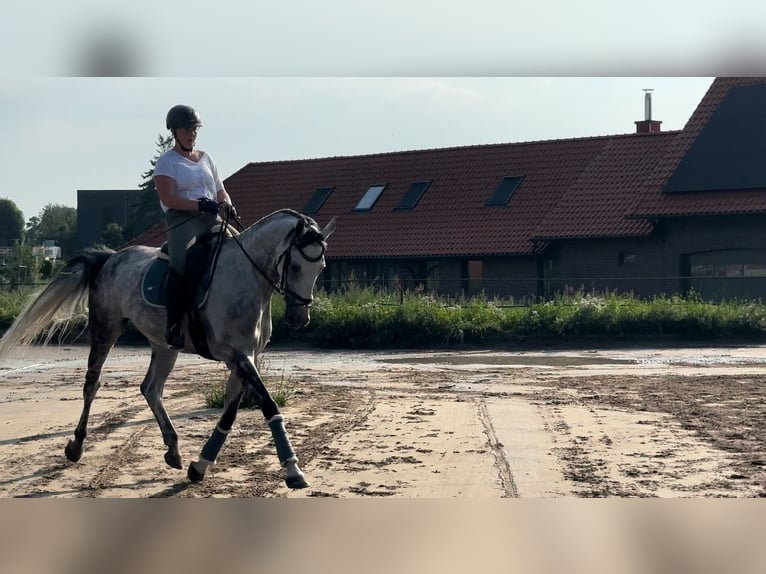 Más caballos centroeuropeos Yegua 13 años 172 cm Tordo rodado in Korschenbroich