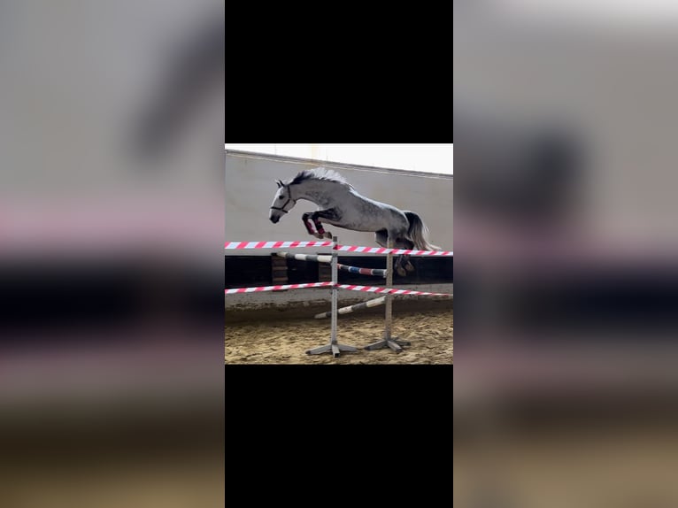 Más caballos centroeuropeos Yegua 13 años 172 cm Tordo rodado in Korschenbroich