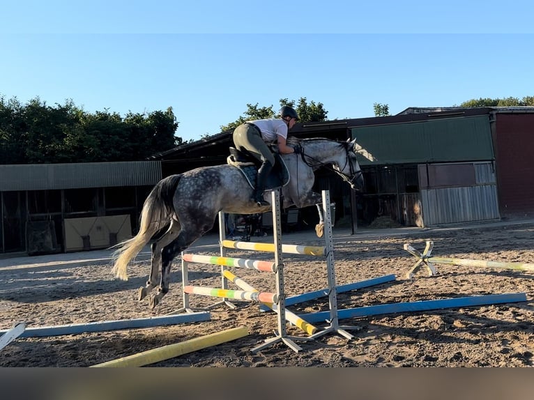 Más caballos centroeuropeos Yegua 13 años 172 cm Tordo rodado in Korschenbroich