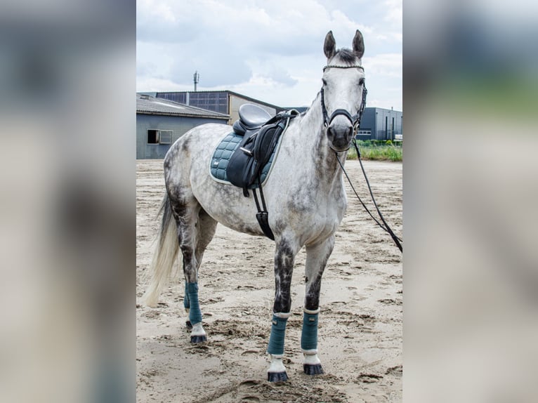 Más caballos centroeuropeos Yegua 13 años 172 cm Tordo rodado in Korschenbroich