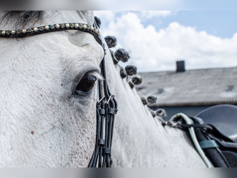 Más caballos centroeuropeos Yegua 13 años 172 cm Tordo rodado in Korschenbroich