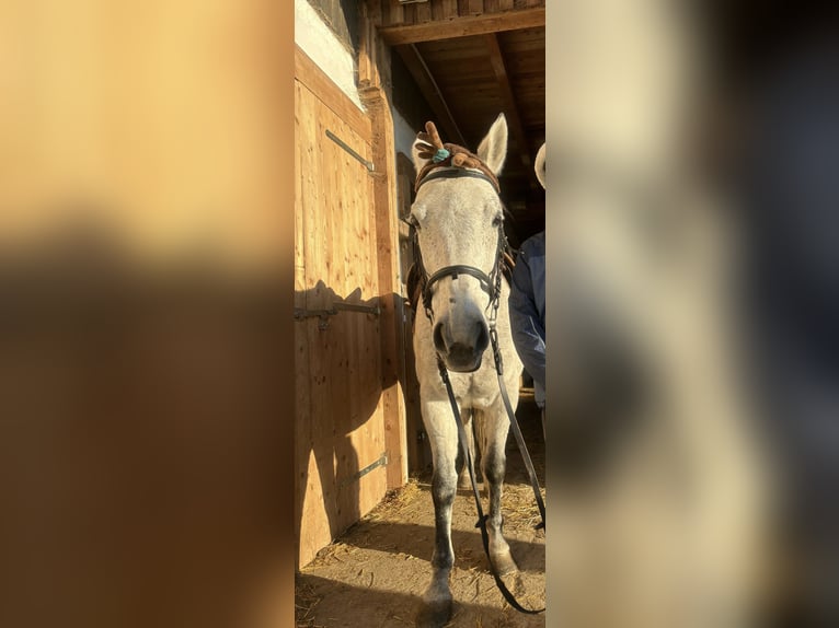 Más caballos centroeuropeos Yegua 13 años Tordo rodado in Stubenberg