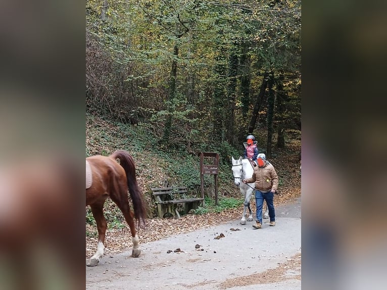 Más caballos centroeuropeos Yegua 13 años Tordo rodado in Stubenberg