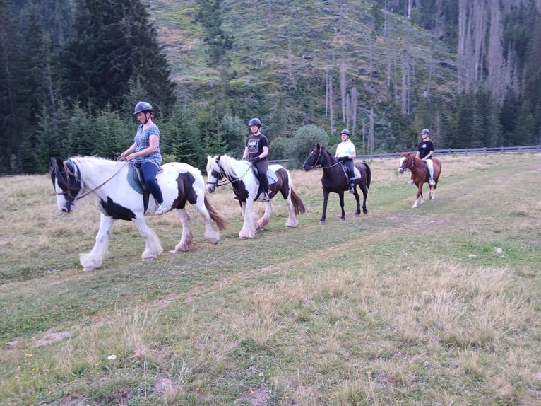 Más caballos centroeuropeos Yegua 14 años 145 cm  in Obertilliach