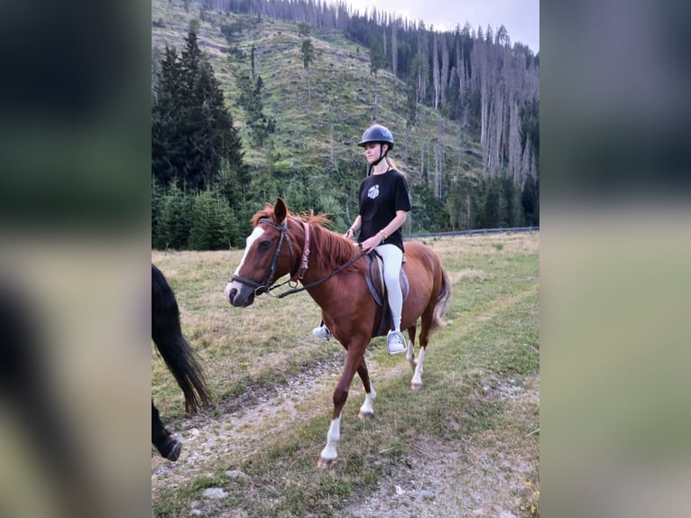 Más caballos centroeuropeos Yegua 14 años 145 cm  in Obertilliach