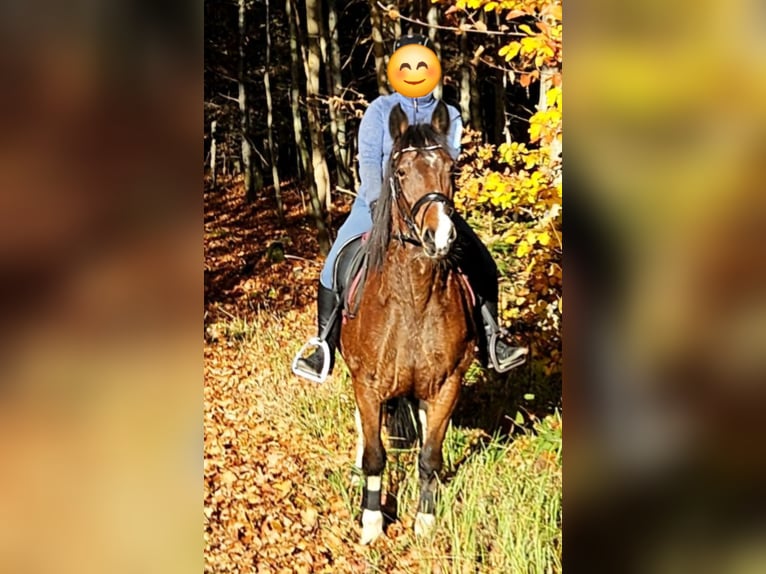 Más caballos centroeuropeos Mestizo Yegua 14 años 149 cm Pío in Z&#xF6;blitz