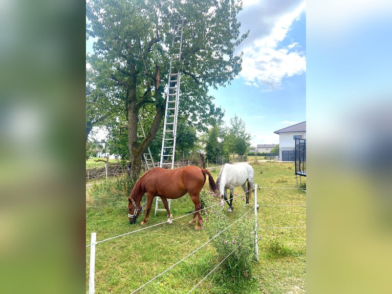 Más caballos centroeuropeos Mestizo Yegua 14 años 155 cm Alazán in Linz