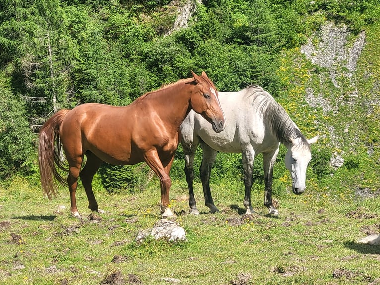 Más caballos centroeuropeos Mestizo Yegua 14 años 155 cm Alazán in Linz