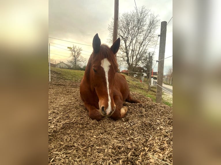 Más caballos centroeuropeos Mestizo Yegua 14 años 155 cm Alazán in Linz