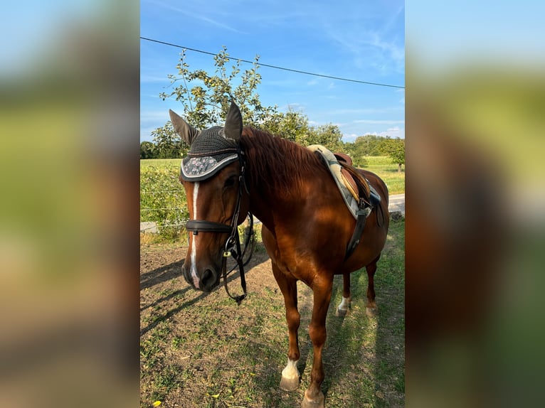 Más caballos centroeuropeos Mestizo Yegua 14 años 155 cm Alazán in Linz