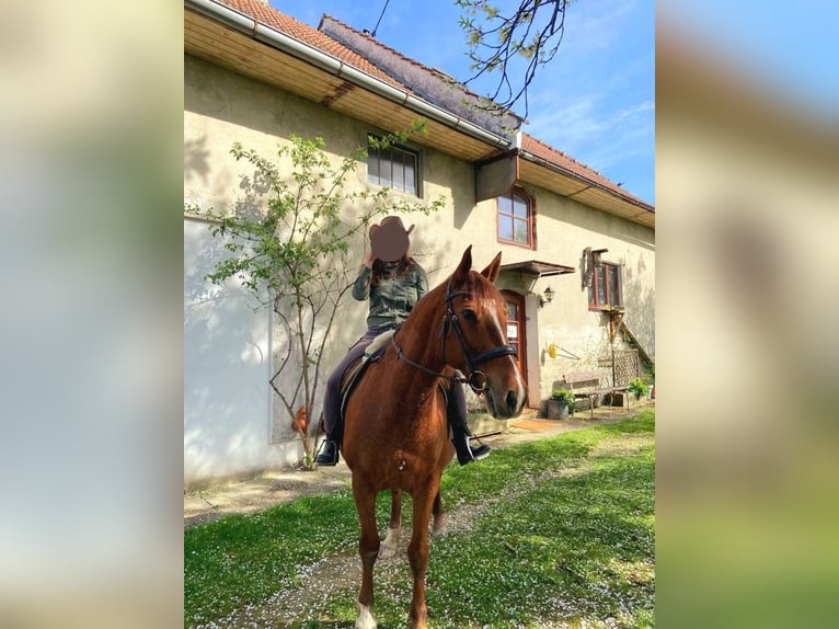 Más caballos centroeuropeos Mestizo Yegua 14 años 155 cm Alazán in Linz