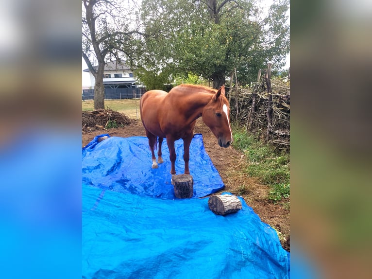 Más caballos centroeuropeos Mestizo Yegua 14 años 155 cm Alazán in Linz