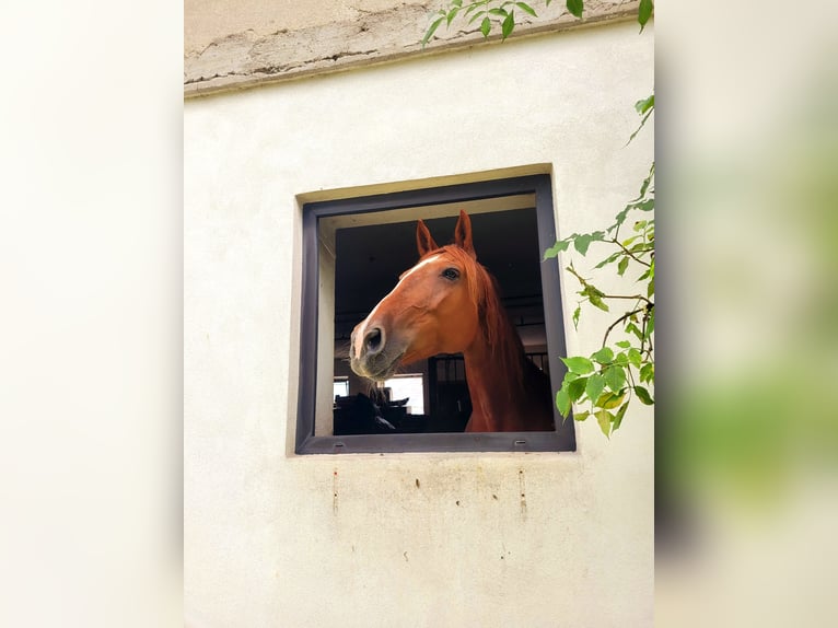 Más caballos centroeuropeos Mestizo Yegua 14 años 155 cm Alazán in Linz