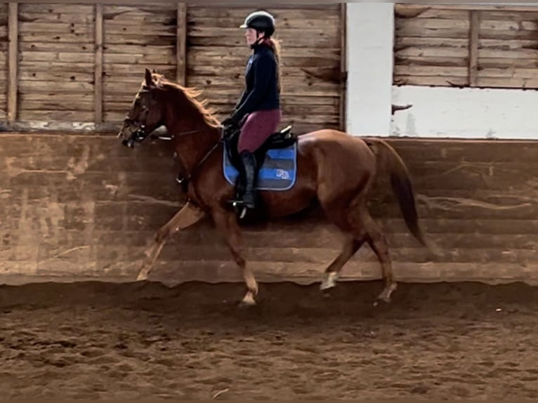 Más caballos centroeuropeos Yegua 14 años 157 cm Alazán in Pelmberg