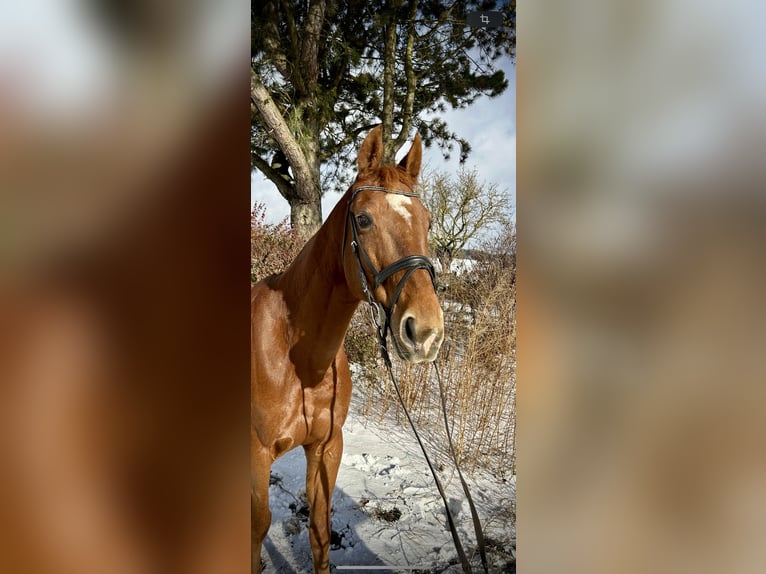 Más caballos centroeuropeos Yegua 14 años 157 cm Alazán in Pelmberg