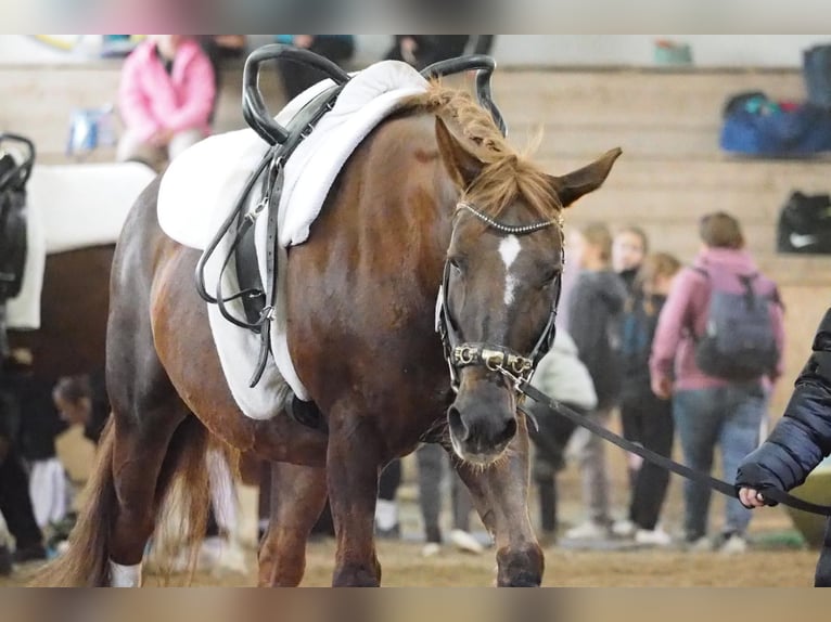 Más caballos centroeuropeos Mestizo Yegua 14 años 158 cm Alazán-tostado in Velm