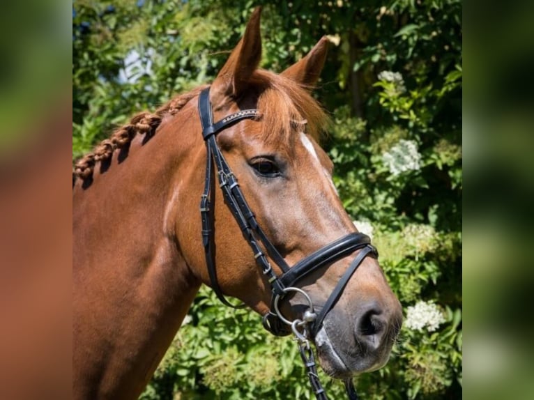 Más caballos centroeuropeos Mestizo Yegua 14 años 158 cm Alazán-tostado in Velm