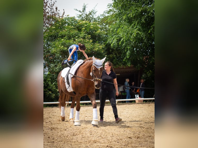 Más caballos centroeuropeos Mestizo Yegua 14 años 158 cm Alazán-tostado in Velm