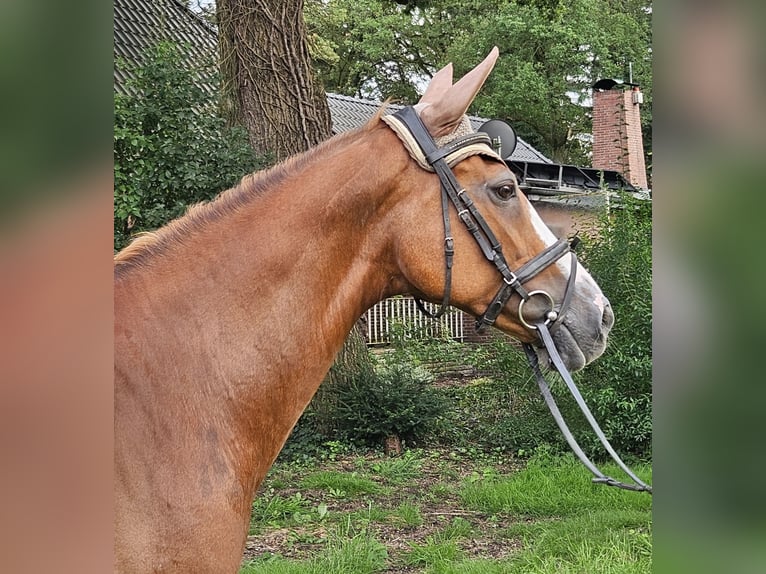 Más caballos centroeuropeos Yegua 14 años 158 cm Alazán-tostado in Nettetal