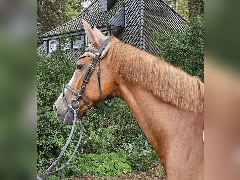 Más caballos centroeuropeos Yegua 14 años 158 cm Alazán-tostado in Nettetal