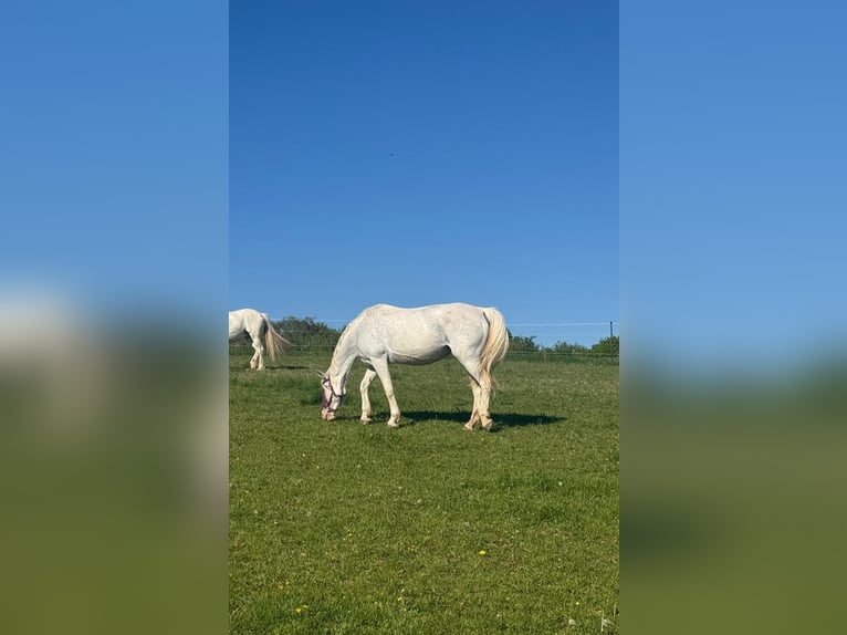 Más caballos centroeuropeos Yegua 14 años 162 cm Tordo in Roßdorf