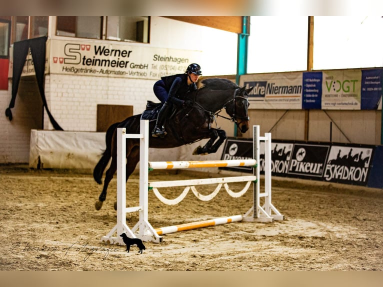 Más caballos centroeuropeos Yegua 14 años 163 cm Castaño in Herzebrock-Clarholz