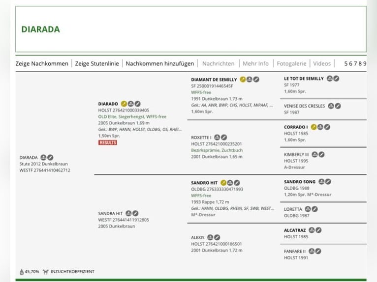 Más caballos centroeuropeos Yegua 14 años 164 cm Castaño in Fulda