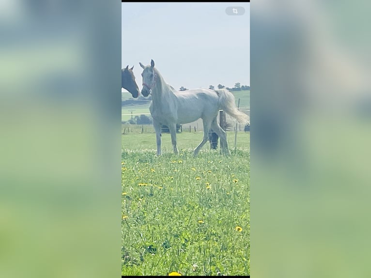 Más caballos centroeuropeos Yegua 14 años 164 cm Tordo in Auw bei Pr&#xFC;m