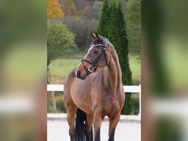 Más caballos centroeuropeos Yegua 14 años 165 cm Castaño in Schwäbisch Hall Más caballos centroeuropeos Yegua 14 años 165 cm Castaño in Schwäbisch Hall