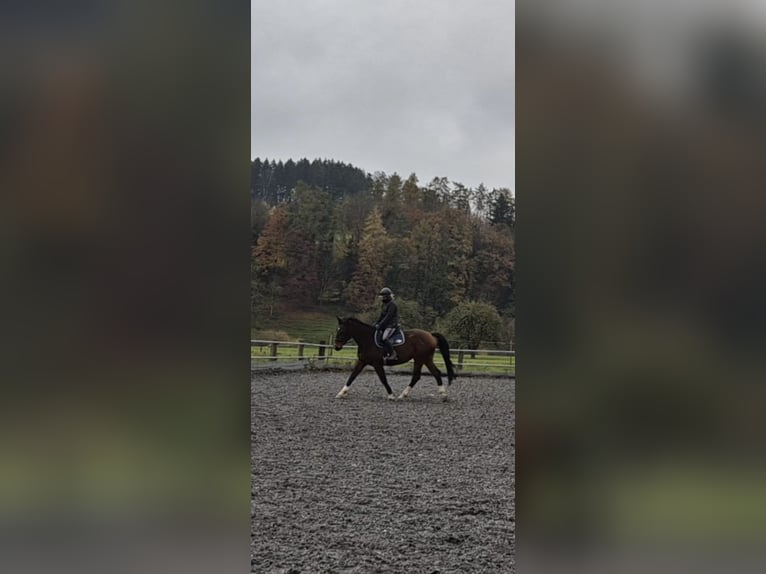 Más caballos centroeuropeos Yegua 14 años 165 cm Castaño in Wiezikon b. Sirnach